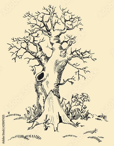 Old tree