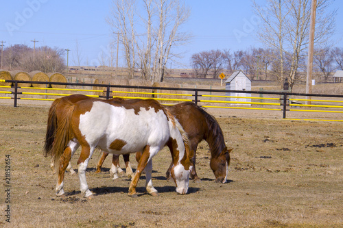 Two Horses Grazing on the Farm