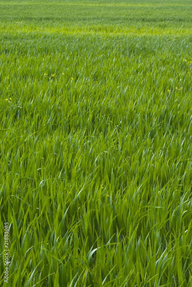 Fototapeta premium Grass