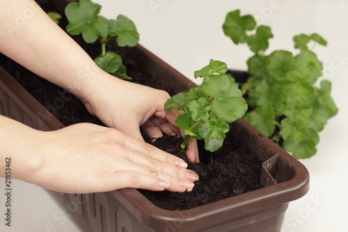 Fototapeta Naklejka Na Ścianę i Meble -  Replanting of geranium seedlings