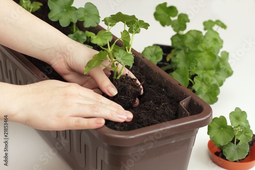 Fototapeta Naklejka Na Ścianę i Meble -  Replanting of Geranium seedlings
