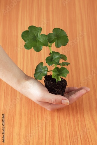 Fototapeta Naklejka Na Ścianę i Meble -  Geranium seedling
