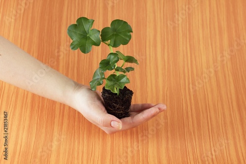 Fototapeta Naklejka Na Ścianę i Meble -  Geranium seedling