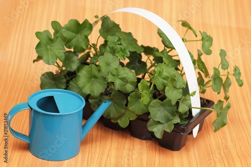 Fototapeta Naklejka Na Ścianę i Meble -  Geranium seedlings prepared for planting