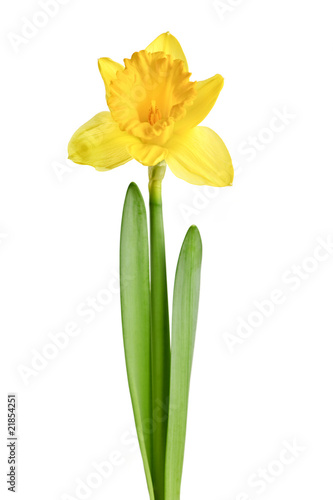 Fototapeta Naklejka Na Ścianę i Meble -  Spring yellow daffodil
