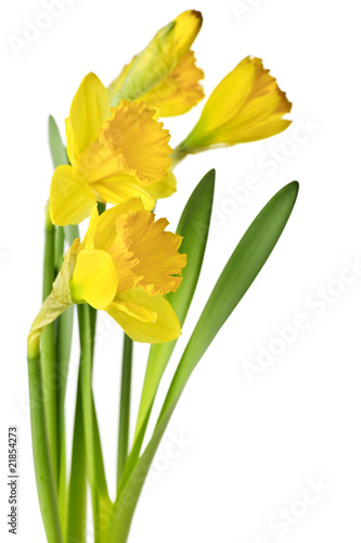 Fototapeta Naklejka Na Ścianę i Meble -  Spring yellow daffodils