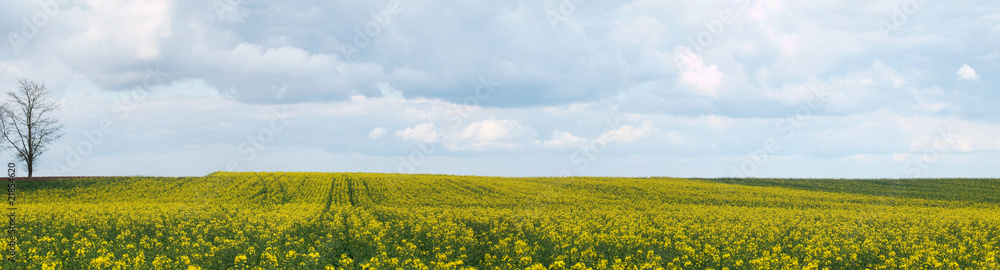 Rapeseed field panoramic view