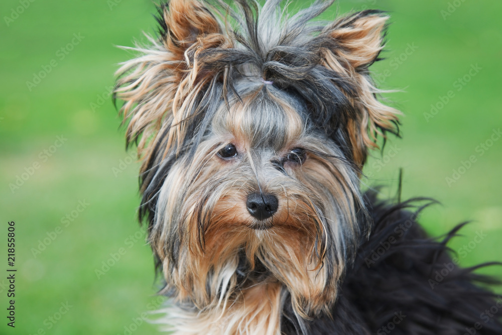 portrait yorkshire terrier close in summer day at grass