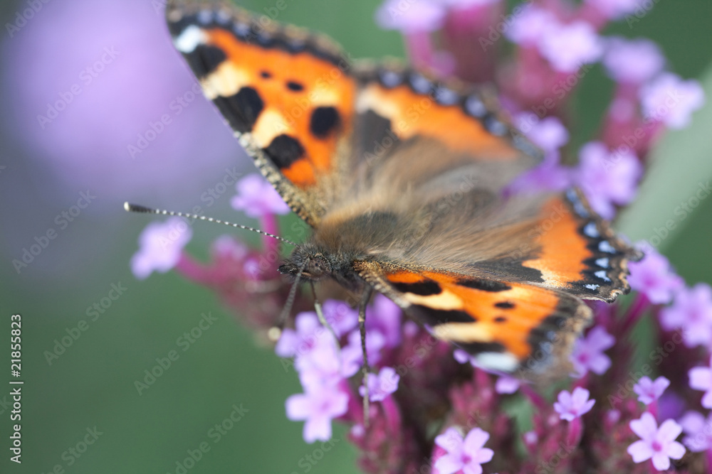 butterfly urticaria sits on a purple flower heliotrope butterfly urticaria sits on a purple flower heliotrope