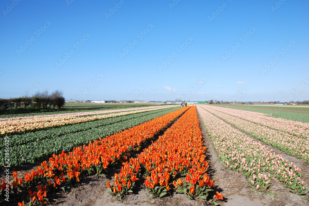 colorful tulip fields in  Holland