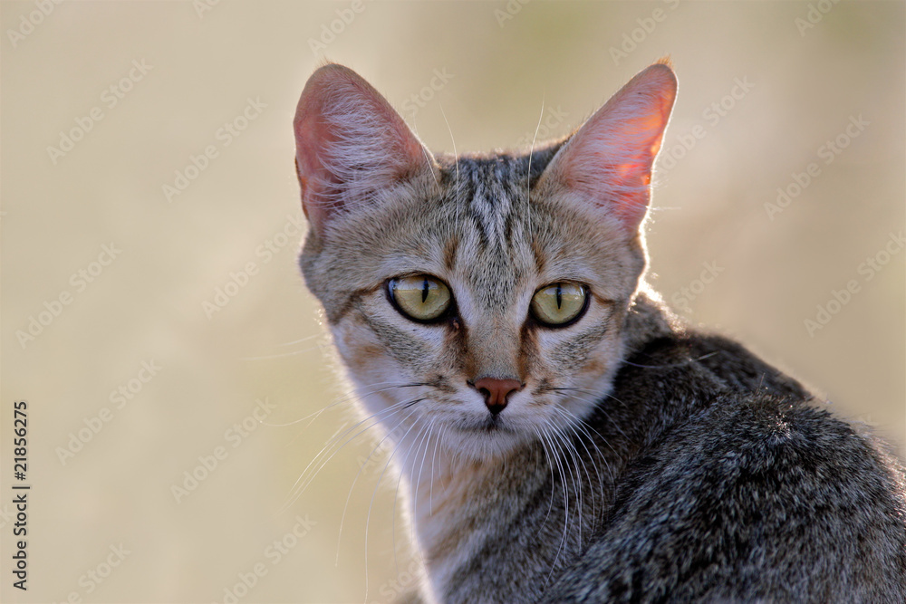 African wild cat (Felis silvestris)