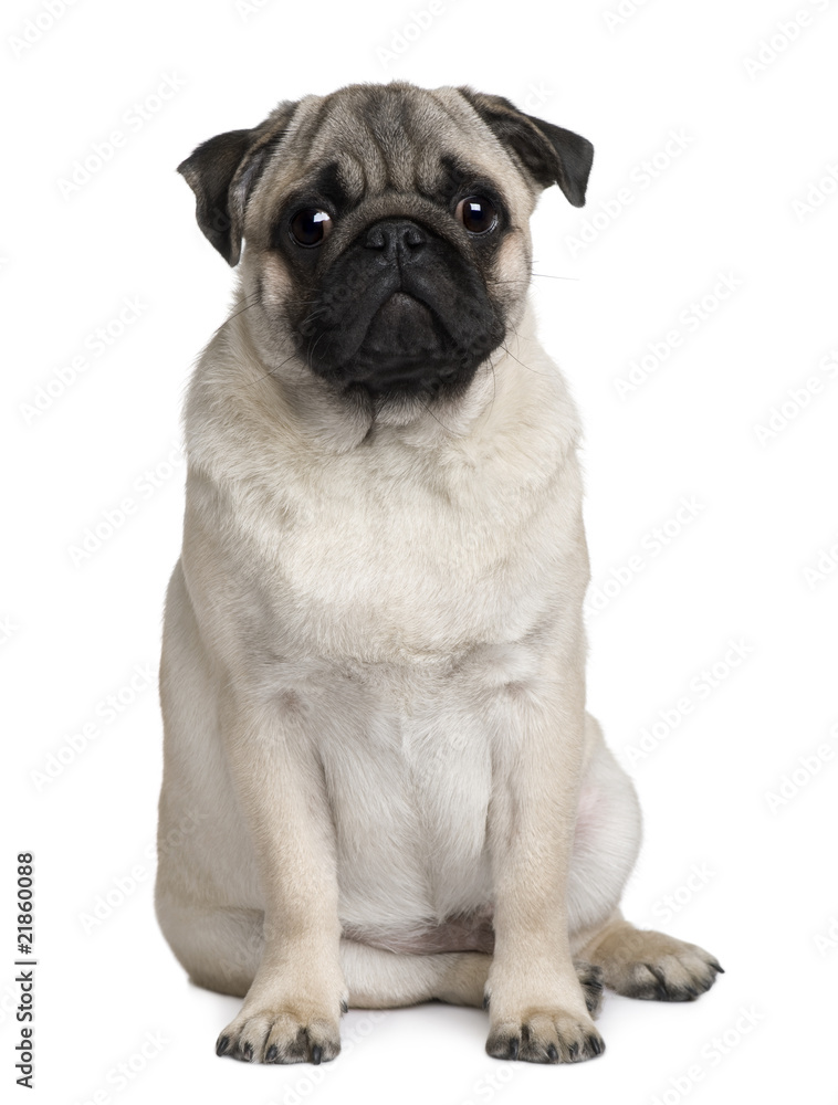 Front view of Young Pug, sitting in front of white background