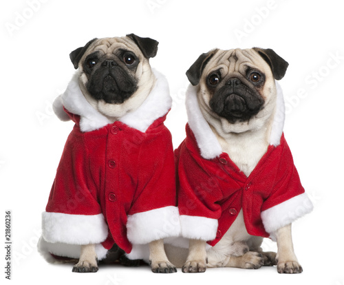 Fototapeta Naklejka Na Ścianę i Meble -  Front view of Two Pugs in Santa coats, sitting