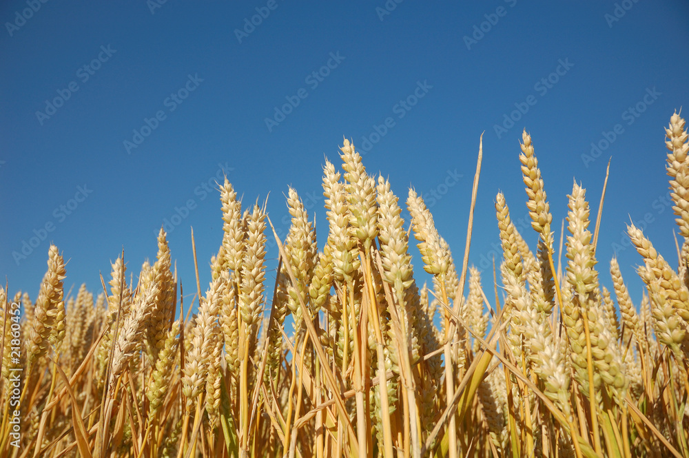 Corn field Corn field