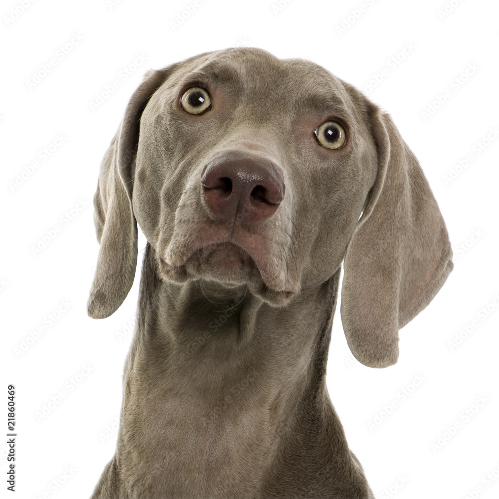 Close-up of Weimaraner in front of white background