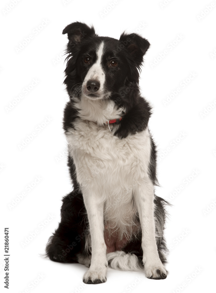 Front view of Border collie sitting in front of white background