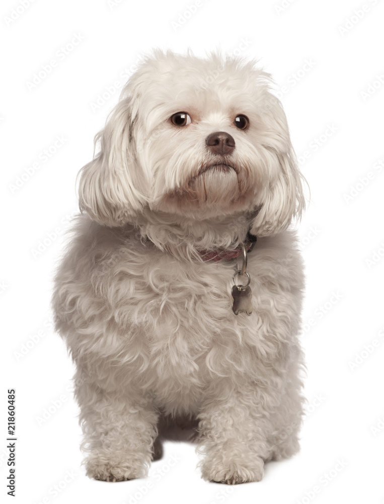 Front view of Crossbreed dog sitting against white background Front view of Crossbreed dog sitting against white background