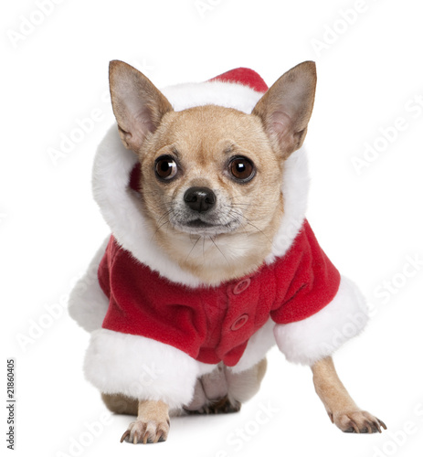 Chihuahua in Santa coat  sitting in front of white background