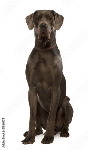 Schilderij op canvas Great dane sitting in front of white background, studio shot