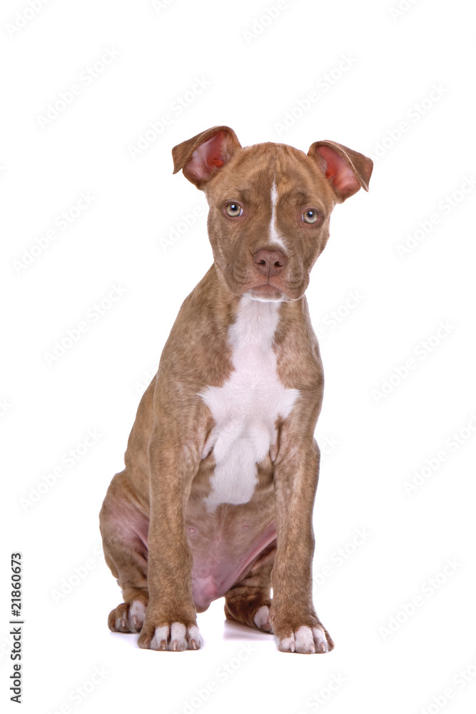rednose pitbull puppy isolated on a white background