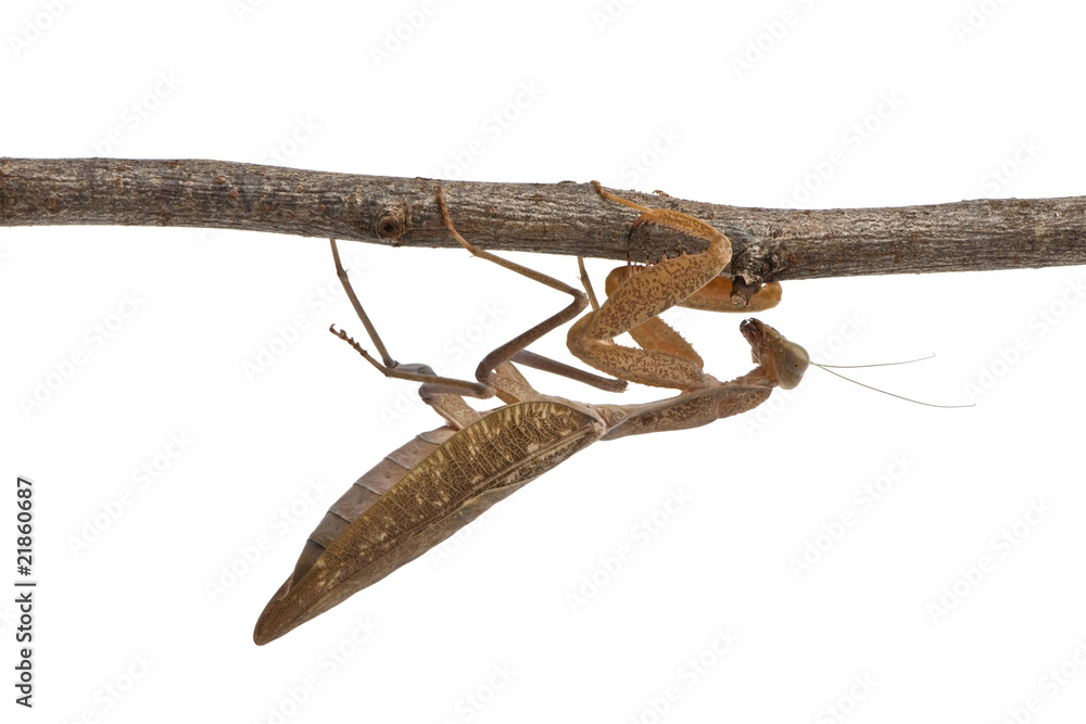Fototapeta premium African Mantis or African Praying Mantis, perched on branch