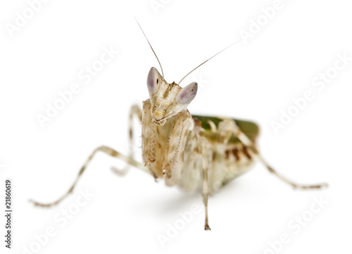 Creobroter or Flower Mantis, in front of white background