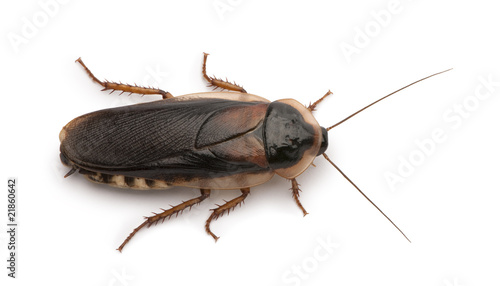 Dubia cockroach, in front of white background