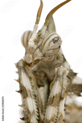 Close-up of Female Blepharopsis mendica, Devil's Flower Mantis photo