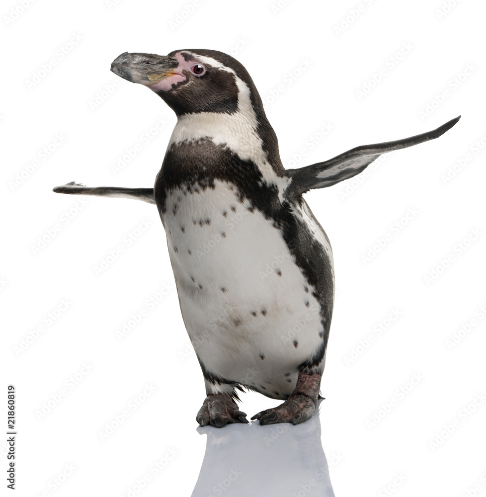 Fototapeta premium Humboldt Penguin, standing in front of white background