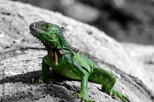 Wallpaper Mural Lizard standing on a rock - wildlife Florida Torontodigital.ca