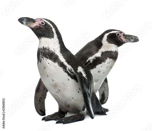 Humboldt Penguins, standing in front of white background