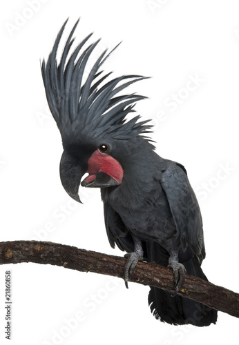 Front view of Palm Cockatoo, perched on a branch photo