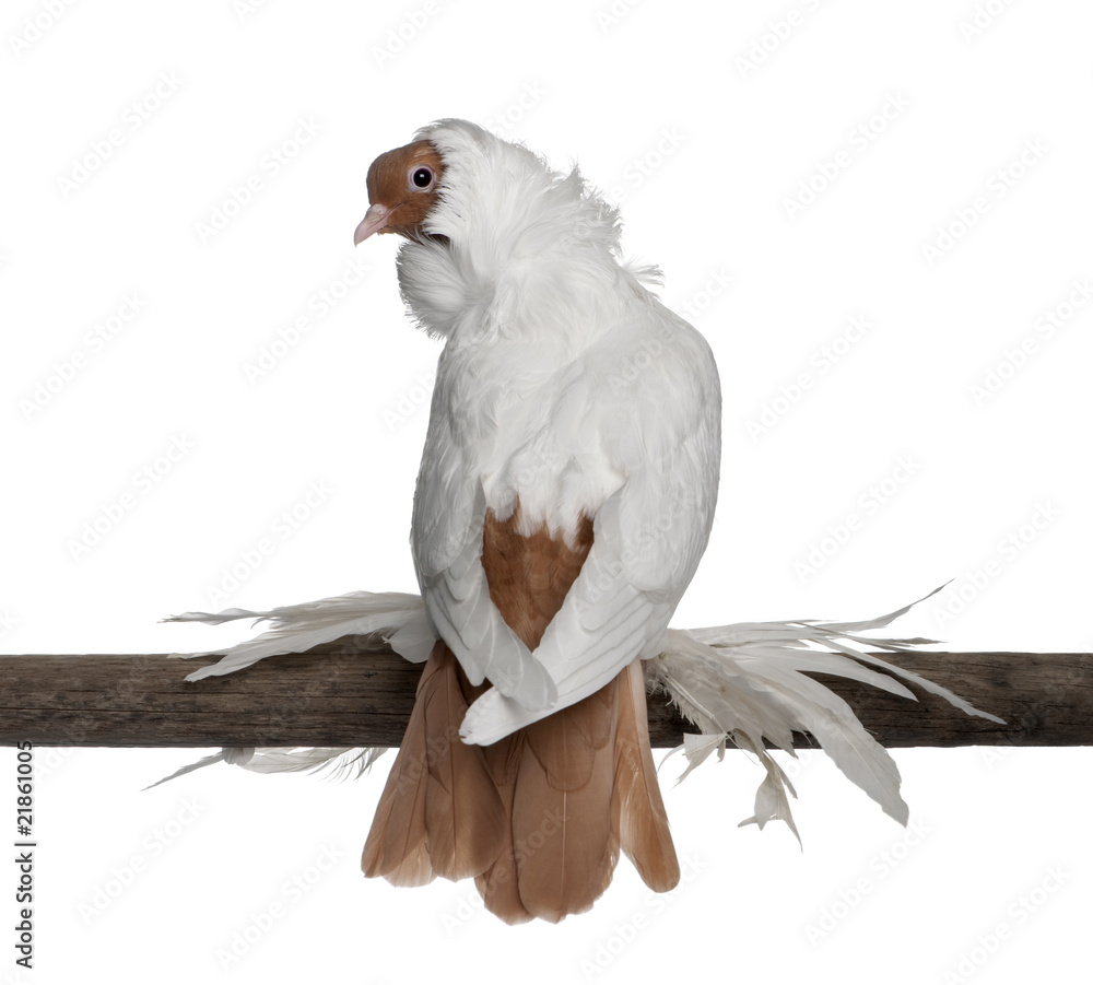 Fototapeta premium German helmet with feathered feet pigeon perched on wood