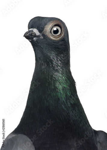 Close-up of Budapest Highflier pigeon against white background