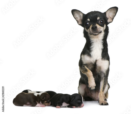 Mother Chihuahua and her puppies, 4 days old