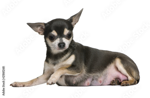 Mother Chihuahua lying down in front of white background