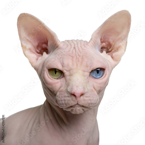 Close-up of Sphynx cat, 1 year old, in front of white background