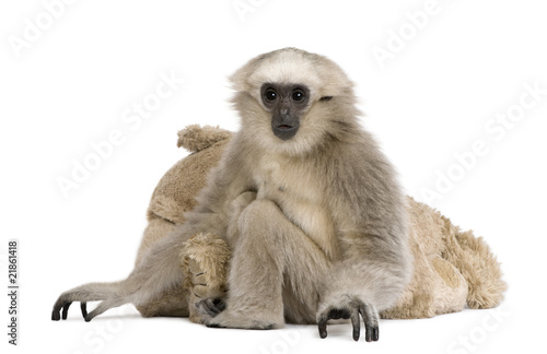 Young Pileated Gibbon, 1 year old, sitting with stuffed animal
