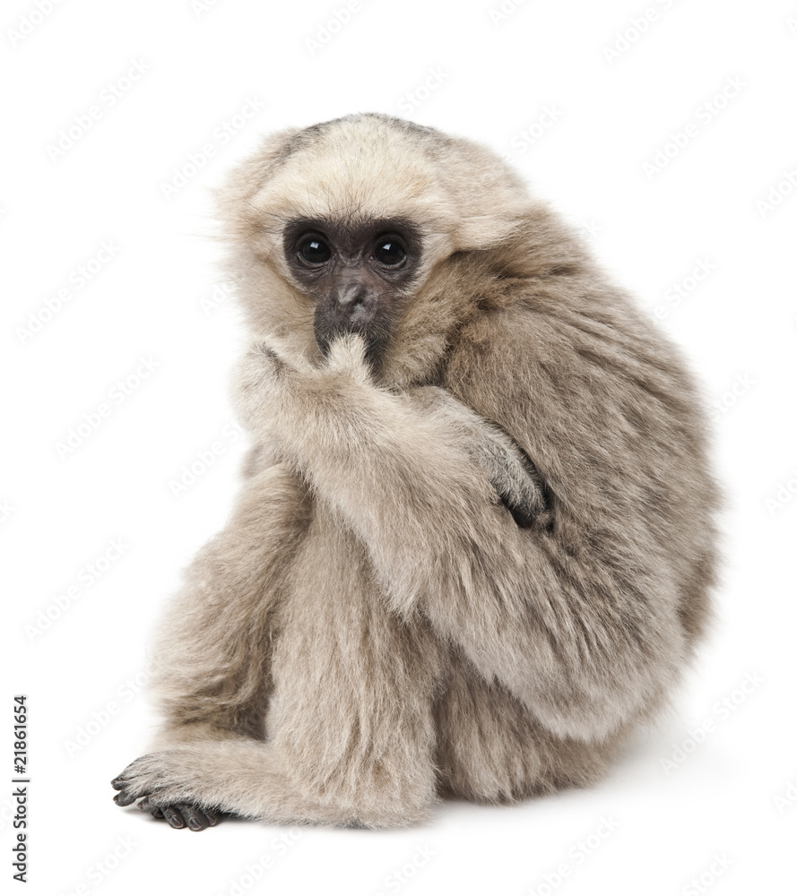 Fototapeta premium Side view of Young Pileated Gibbon, sitting