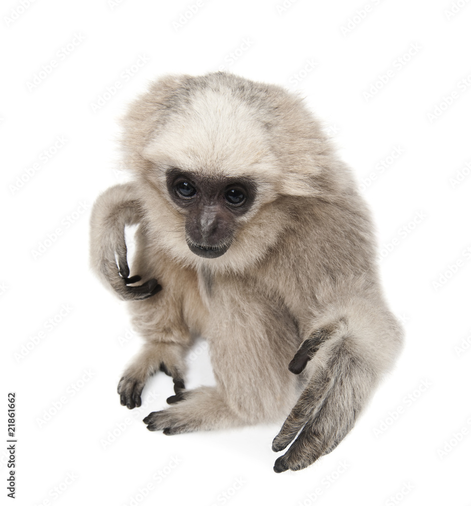 High angle view of Young Pileated Gibbon, sitting High angle view of Young Pileated Gibbon, sitting