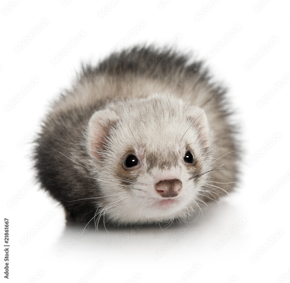 Portrait of young ferret in front of white background Portrait of young ferret in front of white background