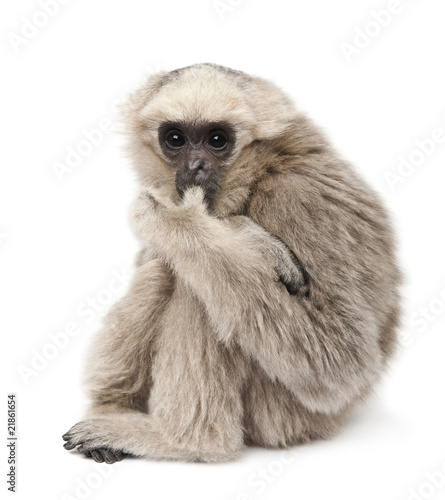 Valokuva Side view of Young Pileated Gibbon, sitting