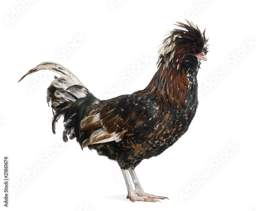 Profile of Tollbunt tricolor Polish Rooster, standing