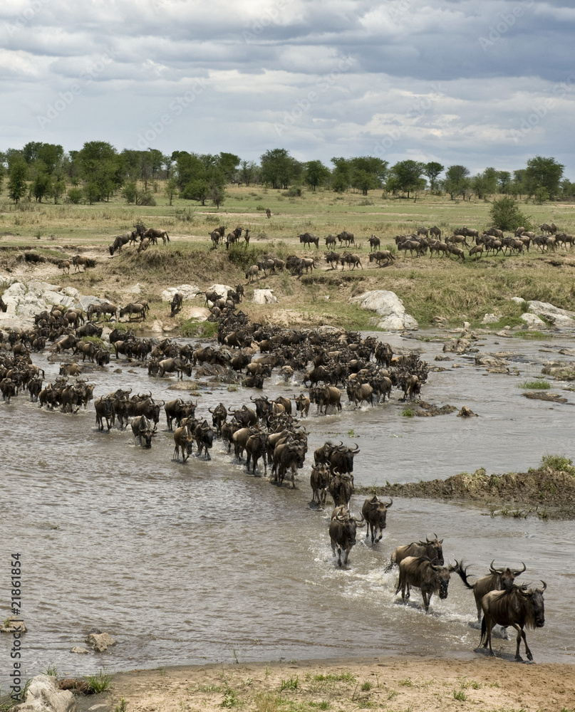 Wildebeest, crossing river Mara, Serengeti National Park