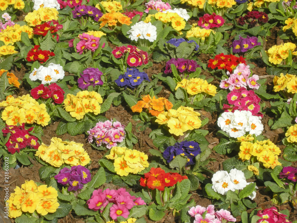 Frühlingsblumen Frühlingsblumen