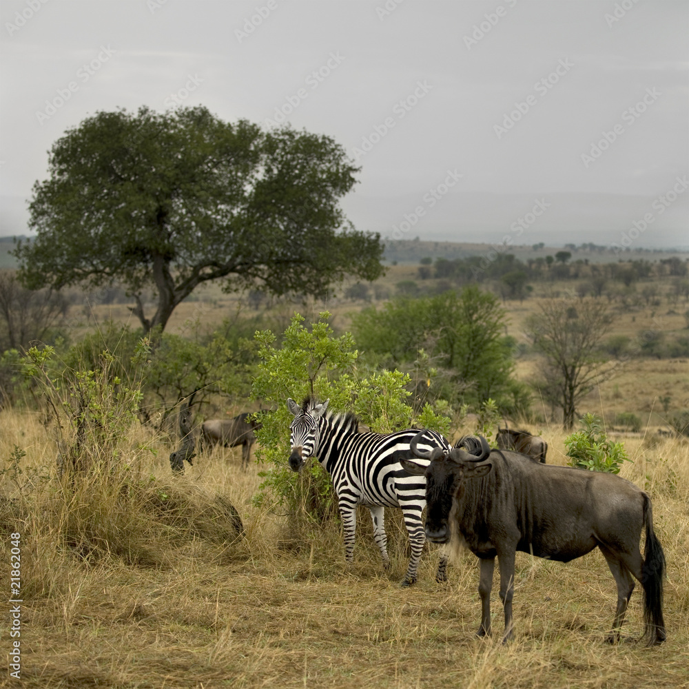 Obraz premium Wildebeest and zebra in the landscape, Serengeti National Park