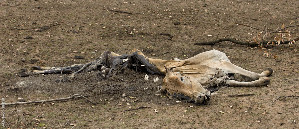 Dead cow on the ground, Tanzania, Africa Dead cow on the ground, Tanzania, Africa