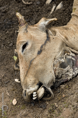 Close-up of dead cow on the ground, Tanzania, Africa