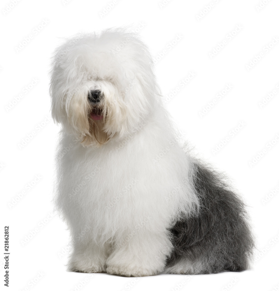 Old English Sheepdog, sitting in front of white background