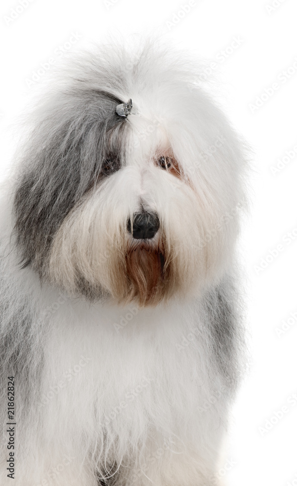 Close-up of Old English Sheepdog, in front of white background